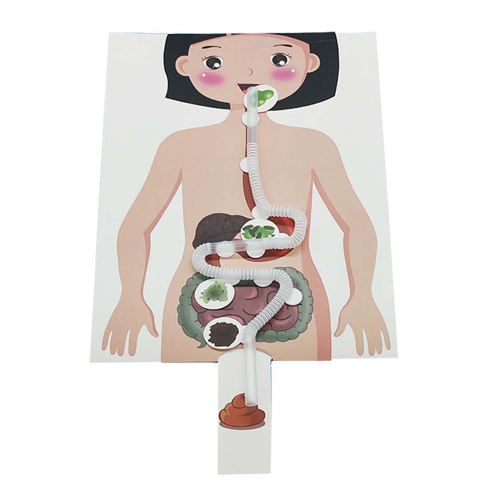 Human Digestive System Model, Human Body Parts, Early Education, 3D Puzzle for