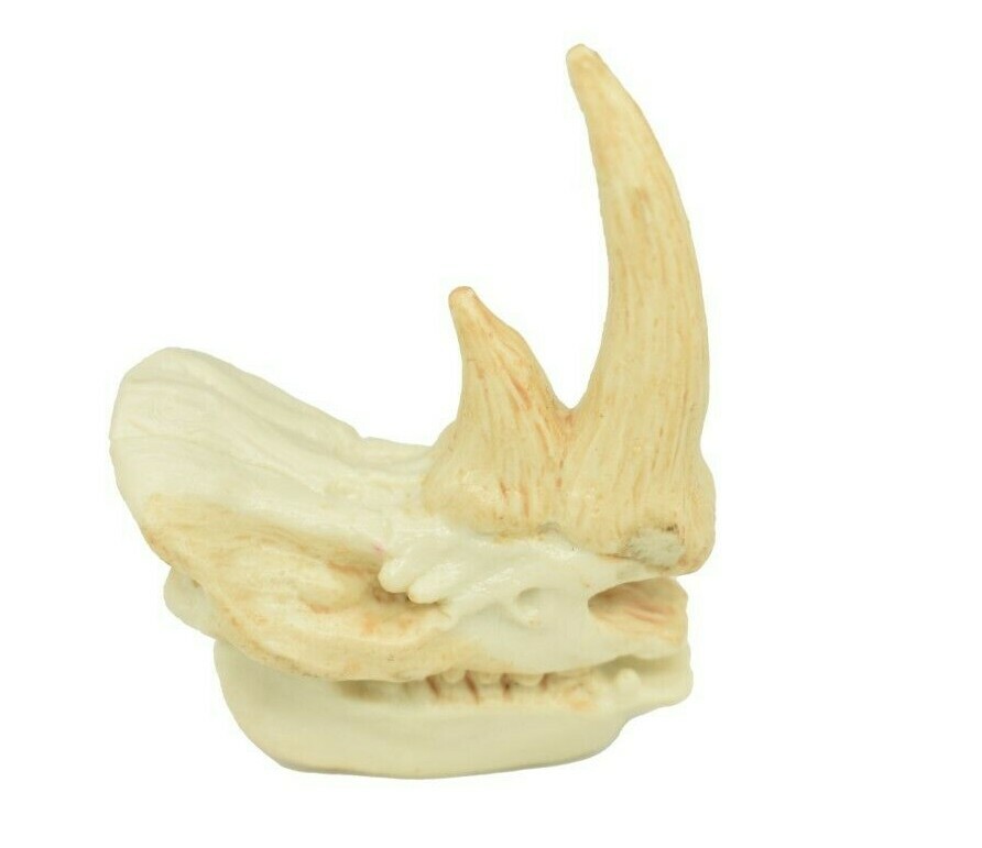 Rhino Rhinoceros Skull Plastic Toy Animal Kids Gift Realistic Figure 2″ F4119