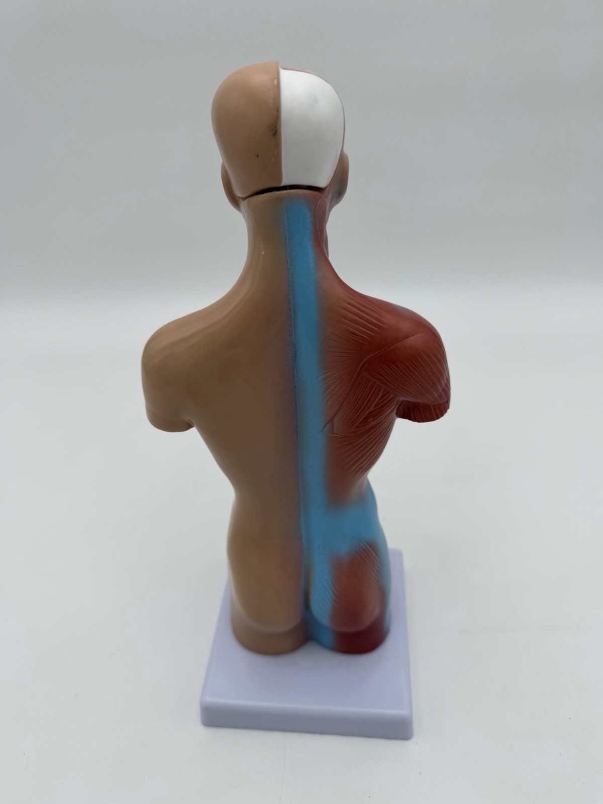 Human Body Model 11 inch 15 Pcs Removable 3D Human Torso NWOB