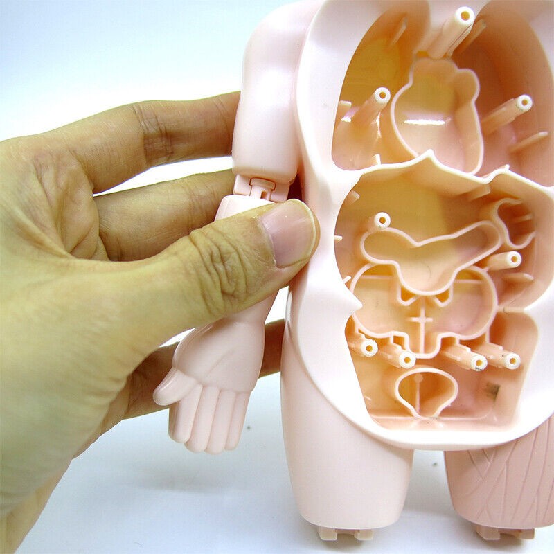 3D DIY Puzzle Human Body Anatomy Model Learning Organ Assembled Toy Body Organ