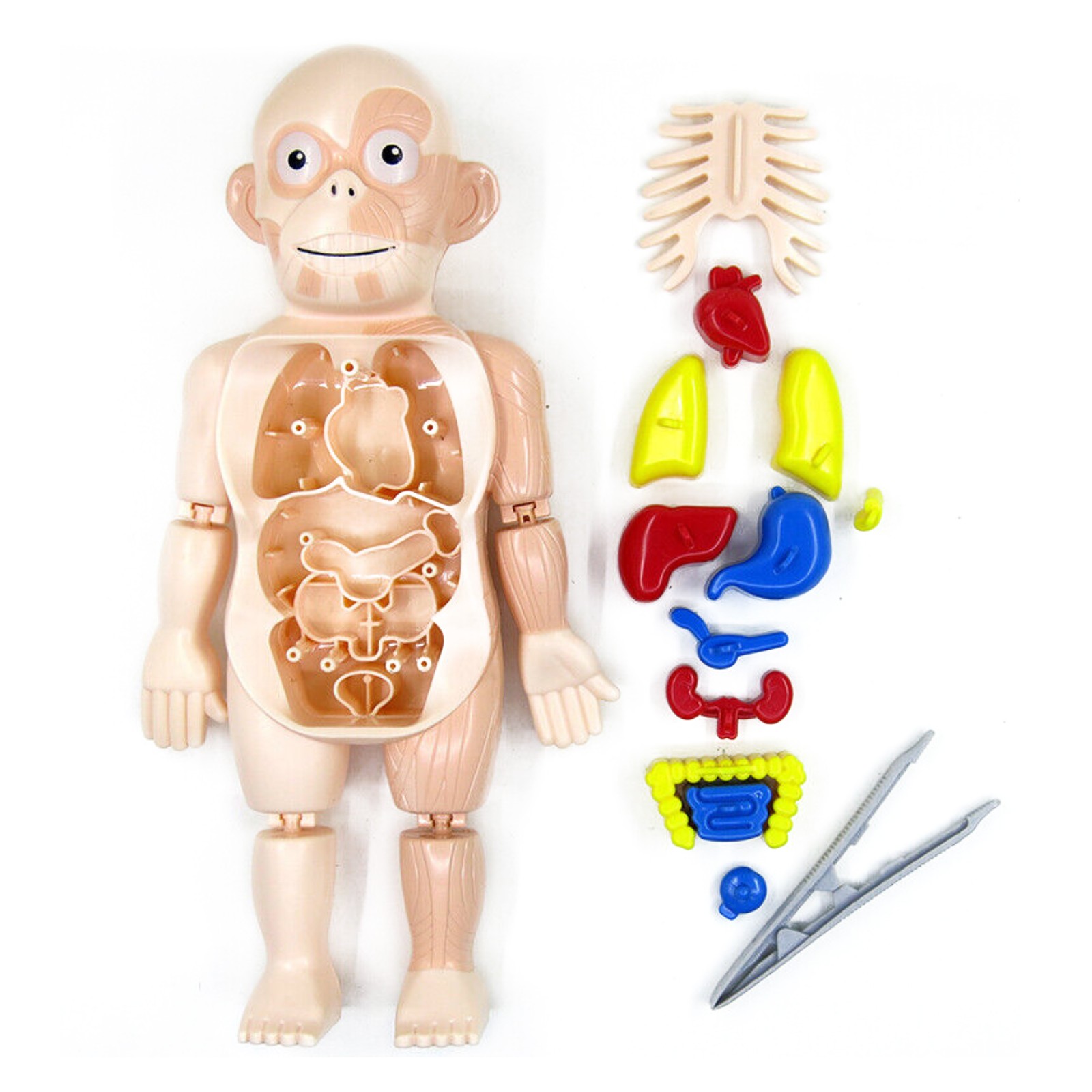 3D DIY Puzzle Human Body Anatomy Model Learning Organ Assembled Toy Body Organ y