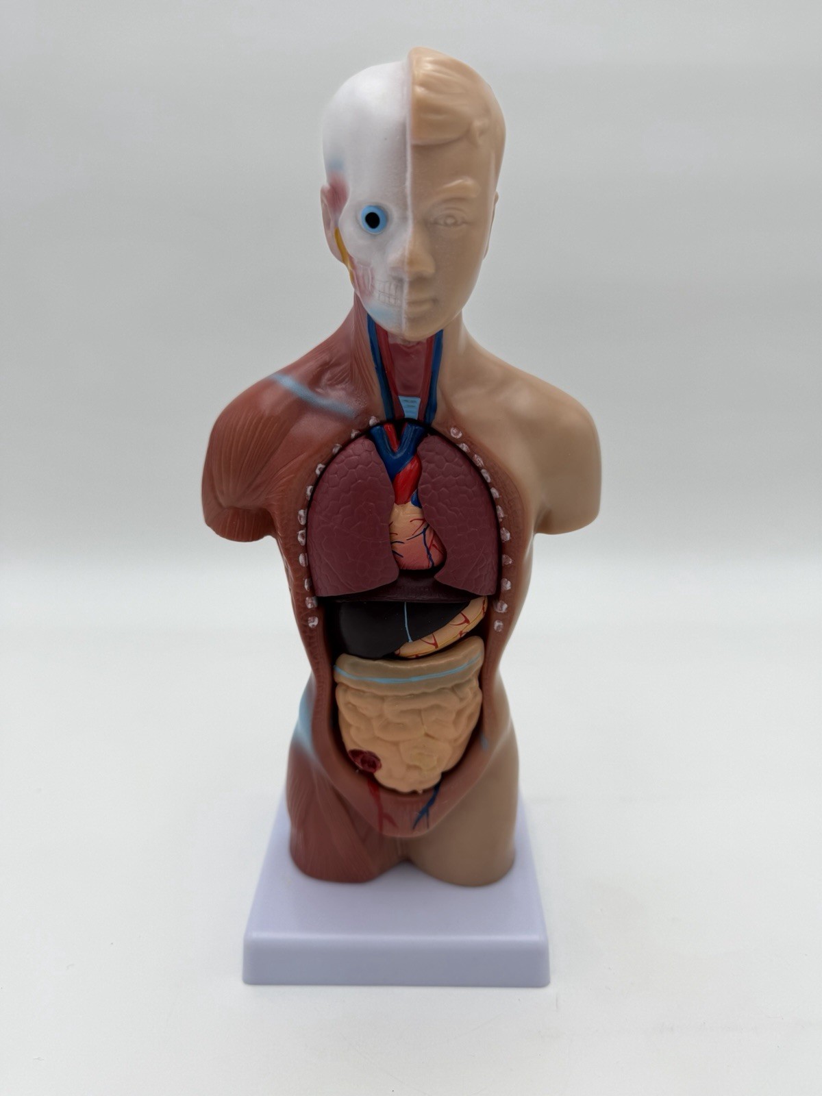 Human Body Model 11 inch 15 Pcs Removable 3D Human Torso NWOB