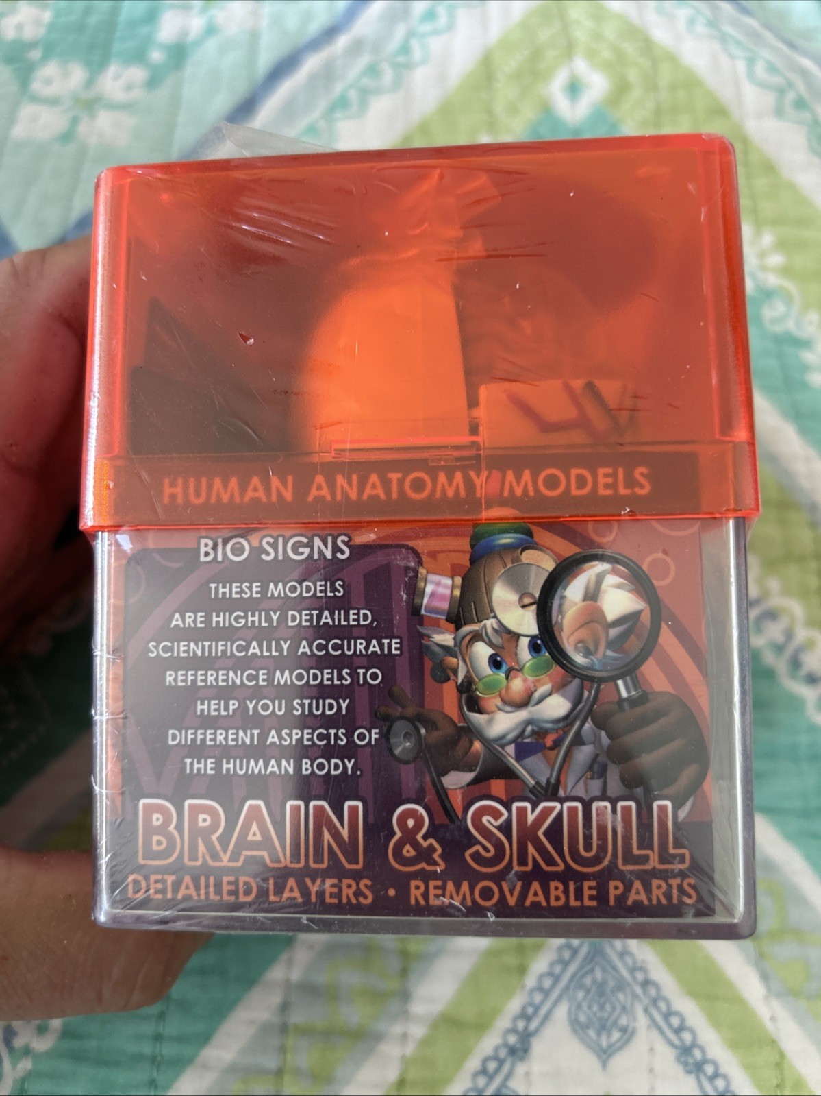 Tedco Toys Brain & Skull Signs Biology Model Student Human Anatomy Model