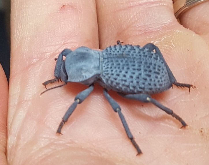 Flawed Blue Death Feigning Beatle (Group of 20!) WHOLESALE PRICE!