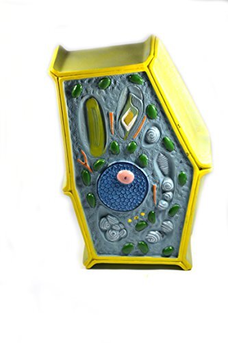 Eisco Labs Plant Cell Model; free standing 50 million times enlarged; 10″ X