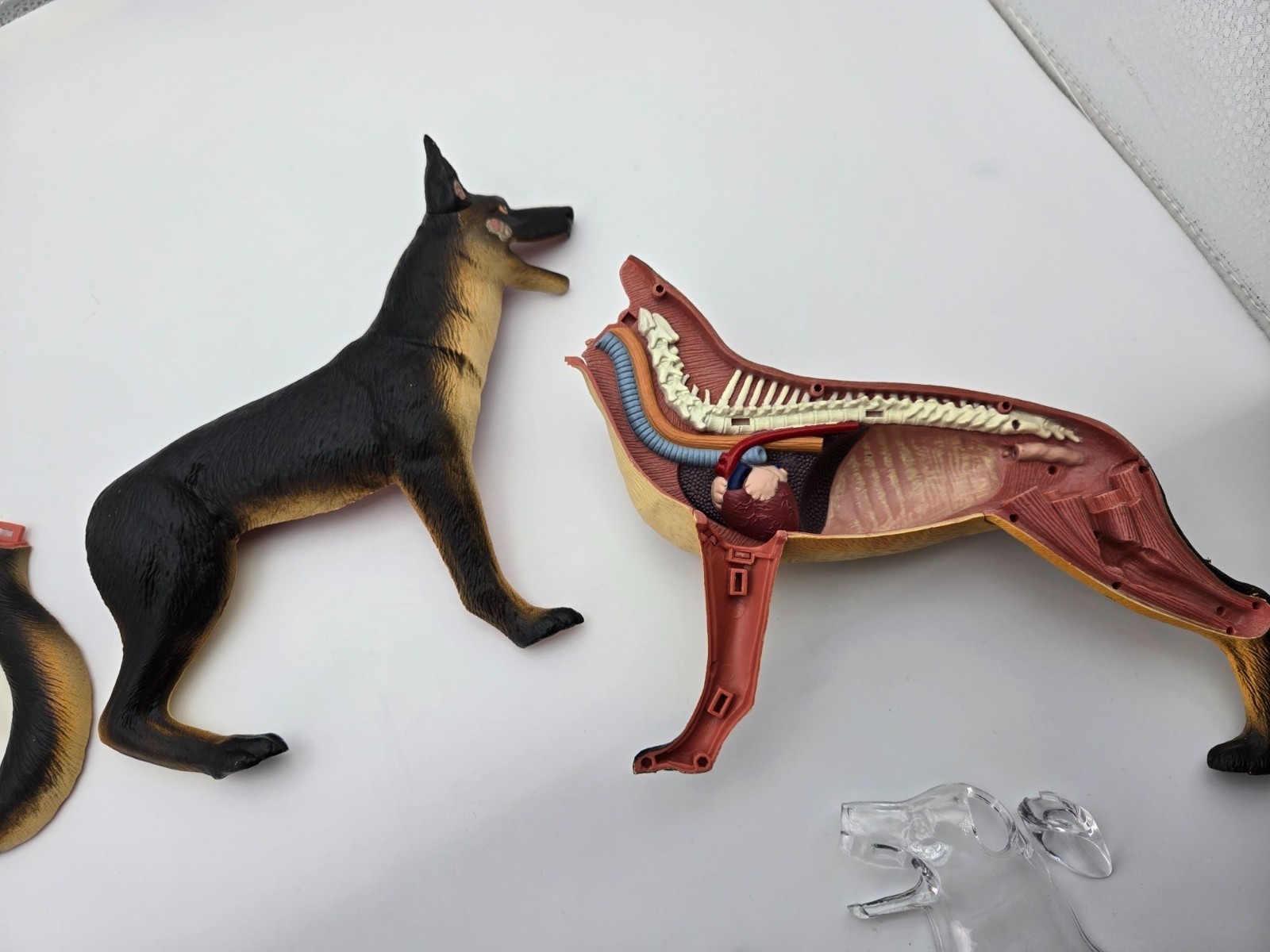 4D German Shepherd Dog Anatomy Educational Model**Replacement Not Complete
