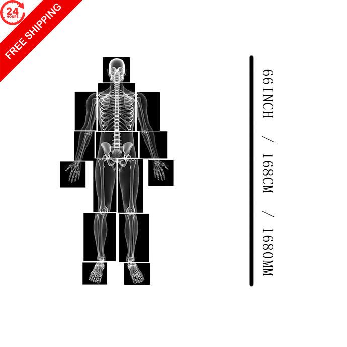 X-ray Film Learning Set for Kids, 15 Pieces, Human Body Standard, Multi-color