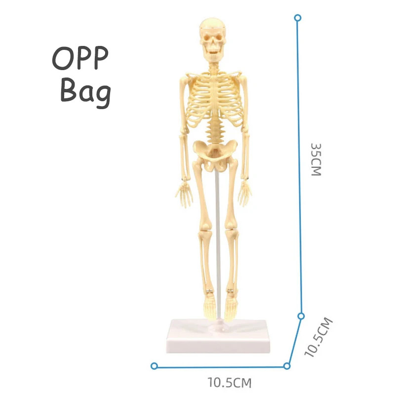 3D Human Body Torso Model Educational Assembly Learning DIY Toys Human Body Orga