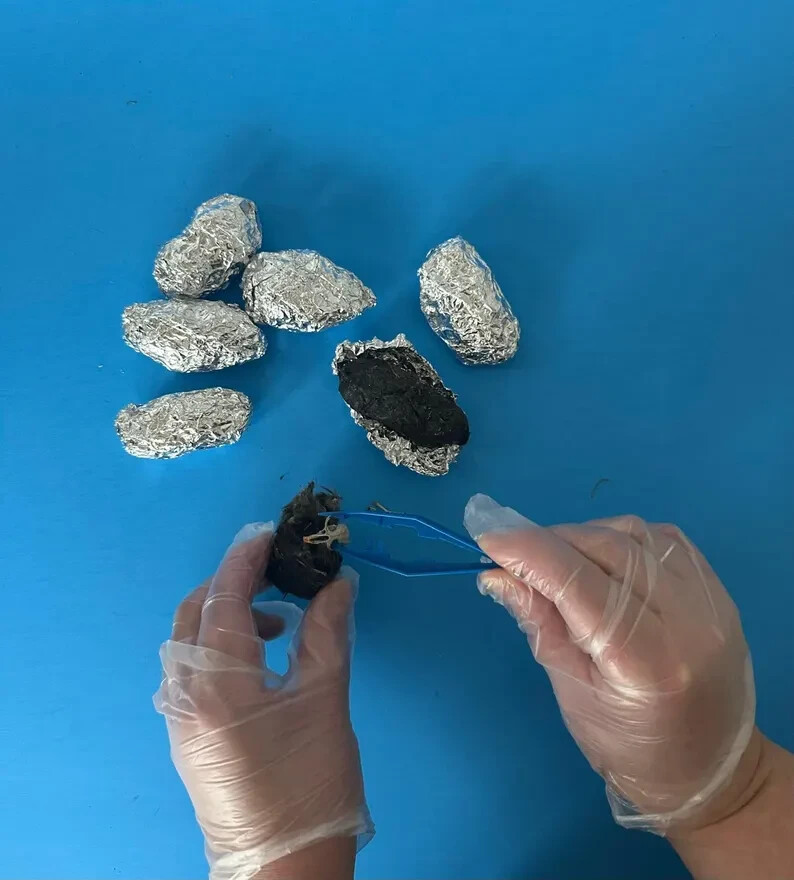 6 Large Owl Pellet Pack (2+ inch)