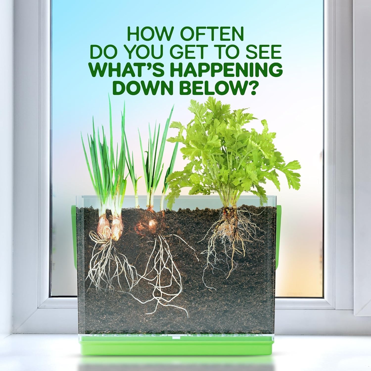 Root Viewer Kit for Kids – Grow Plant Science Educational Toy