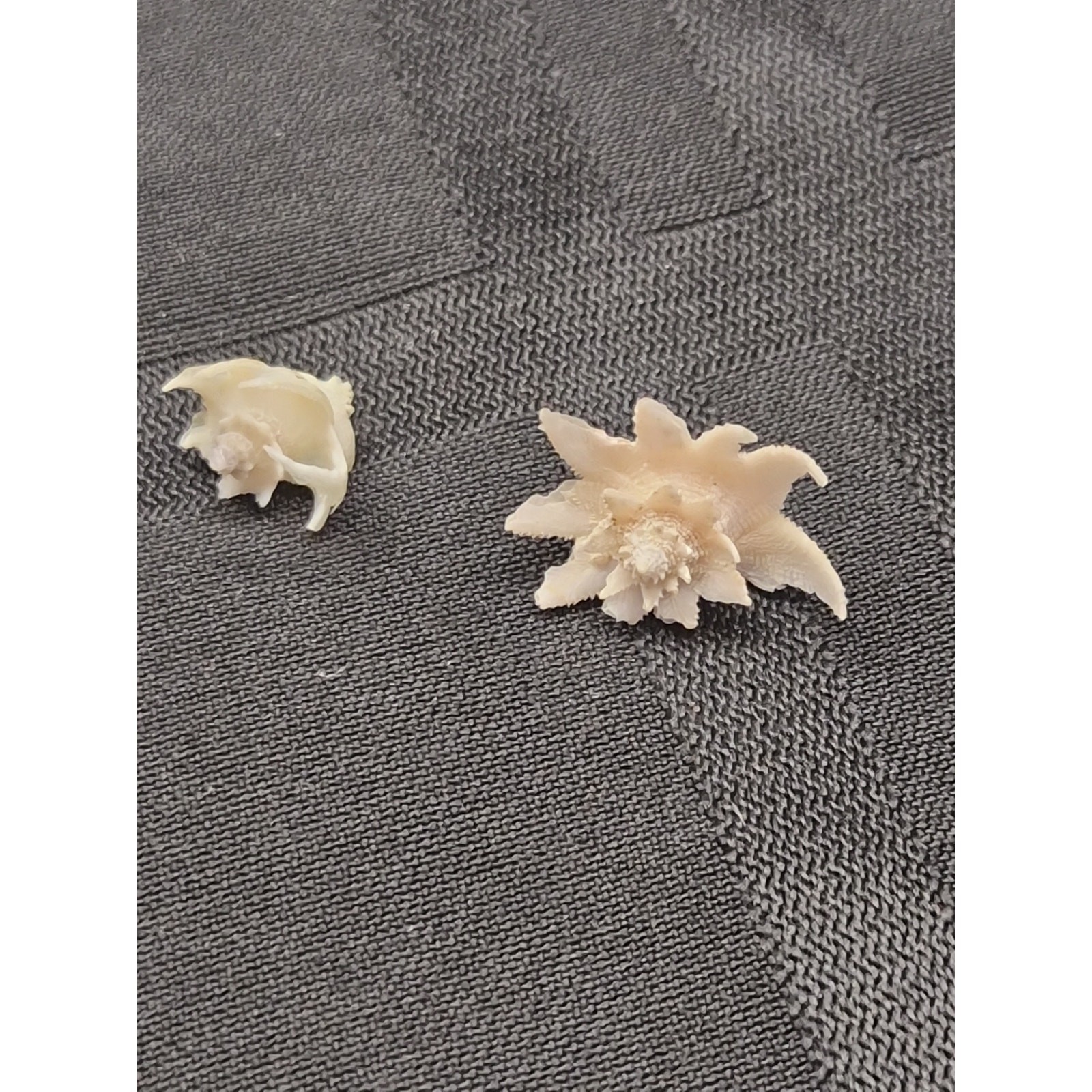 Latiaxis Shell Pair 14mm 7mm Bohol Philippines Phillip Clover Label