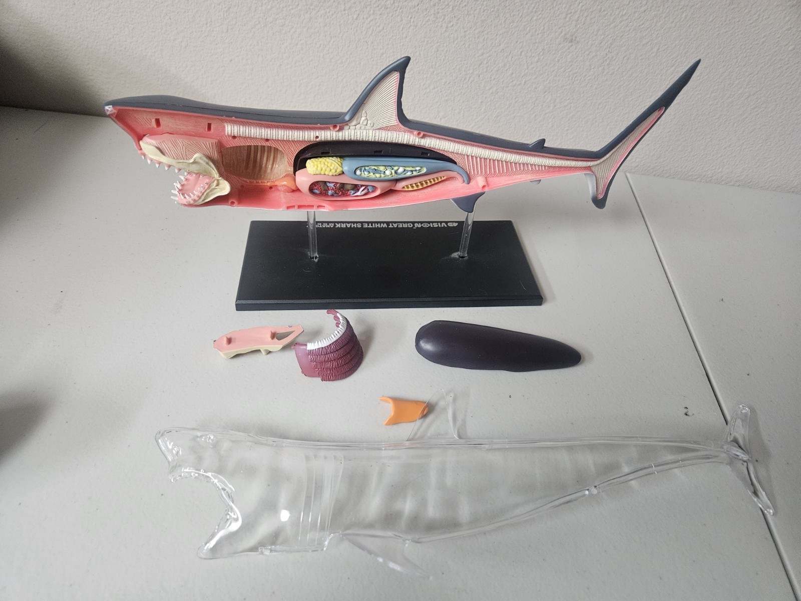 4D Vision Great White Shark Anatomy Model Removable Organs Display Stand