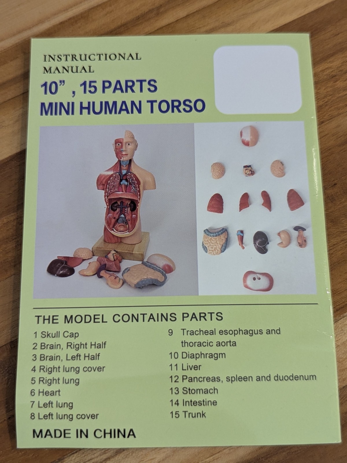 New Human Body Model 11 inch 15 Pcs Removable 3D Human Torso