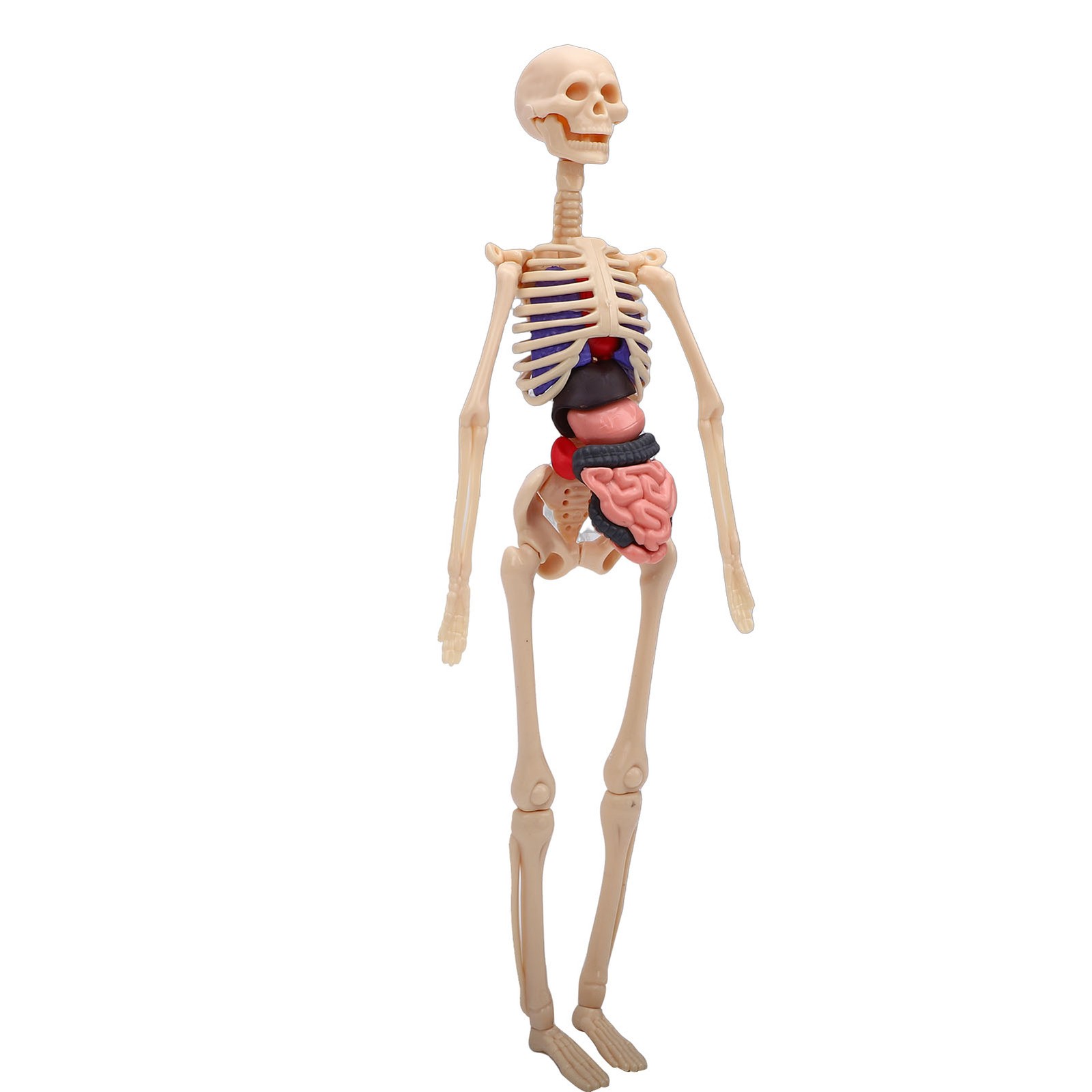 1-Clear Human Body Skeleton Model Kit 3D Human Anatomy Structure Model Kit