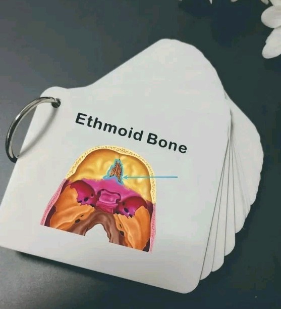 Human SKULL Anatomy Pocket Sized Flash Cards Medical Nursing Exam Physiology
