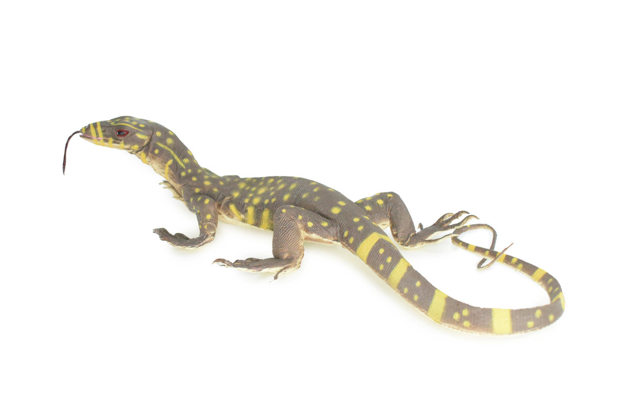 Realistic Monitor Lizard Toy Hard Rubber Lizard, Reptile, Model, 13″ IM20 B656