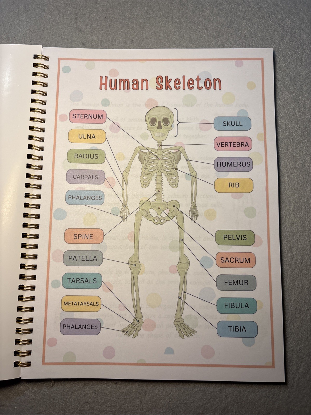 Human Body Anatomy Busy Book for Kids Ages 4-8. Montessori Body Model