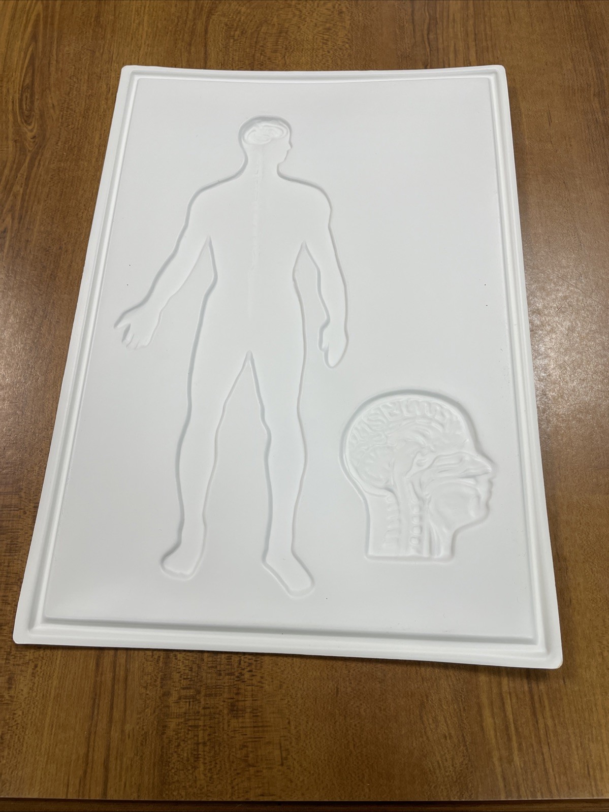 3D Human Body Charts Nervous System EI-5220 MINT Educational Insights 9×13”