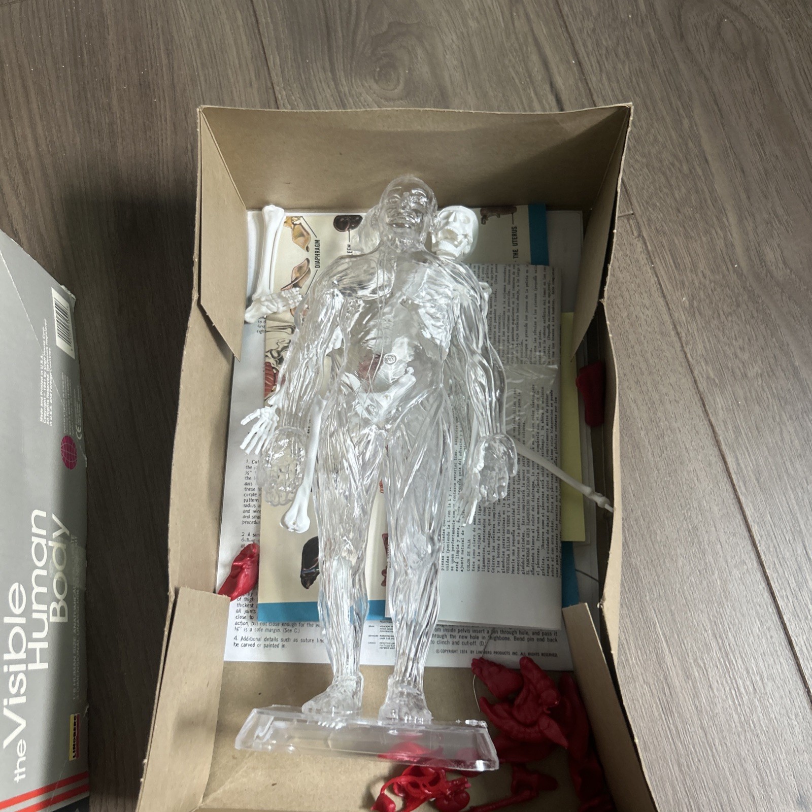 Lindberg Visible Human Body 1/6 human size 3D Model Kit No 71302