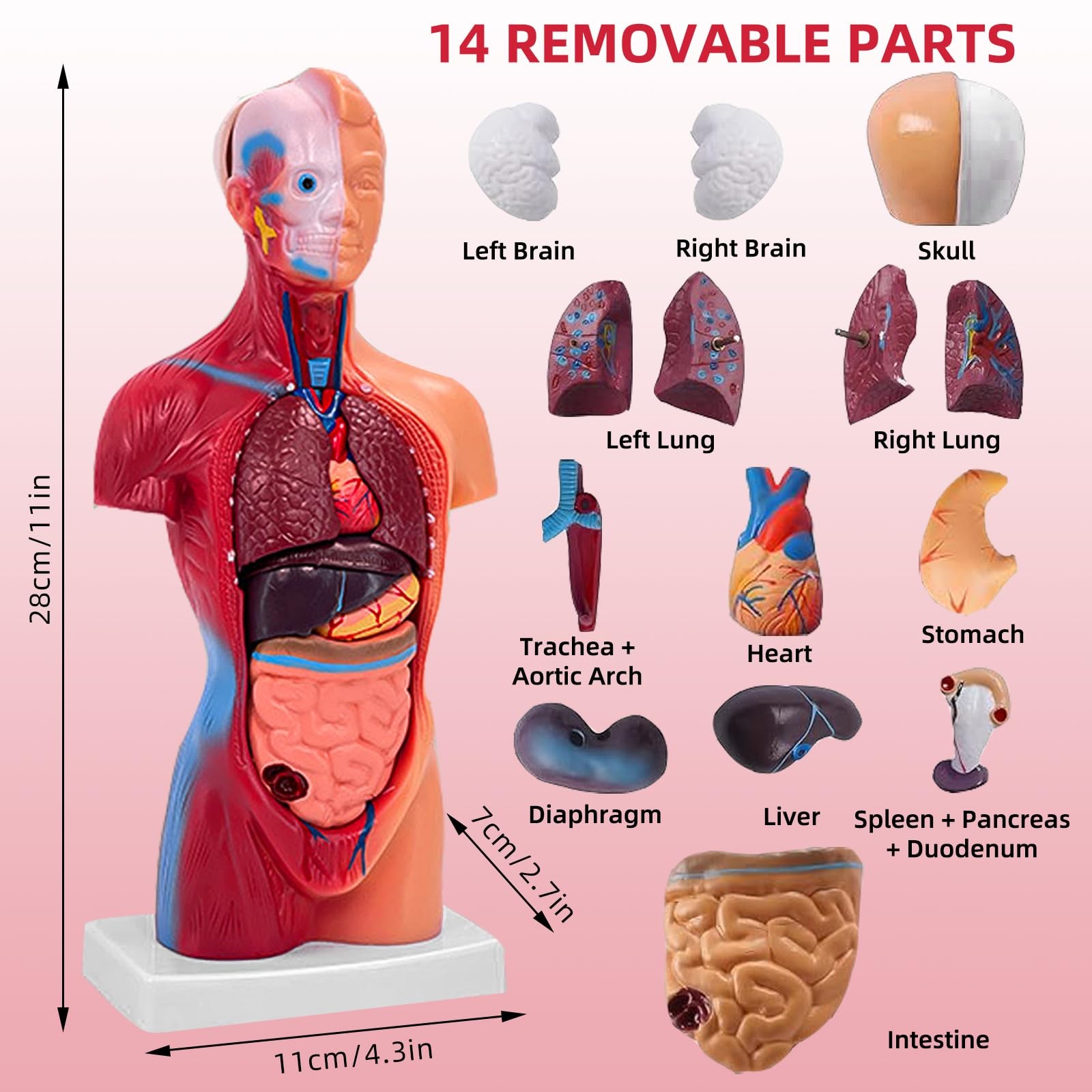 11 Inch Small Human Body Model for Anatomy Study – 15 Detachable Parts Educat…