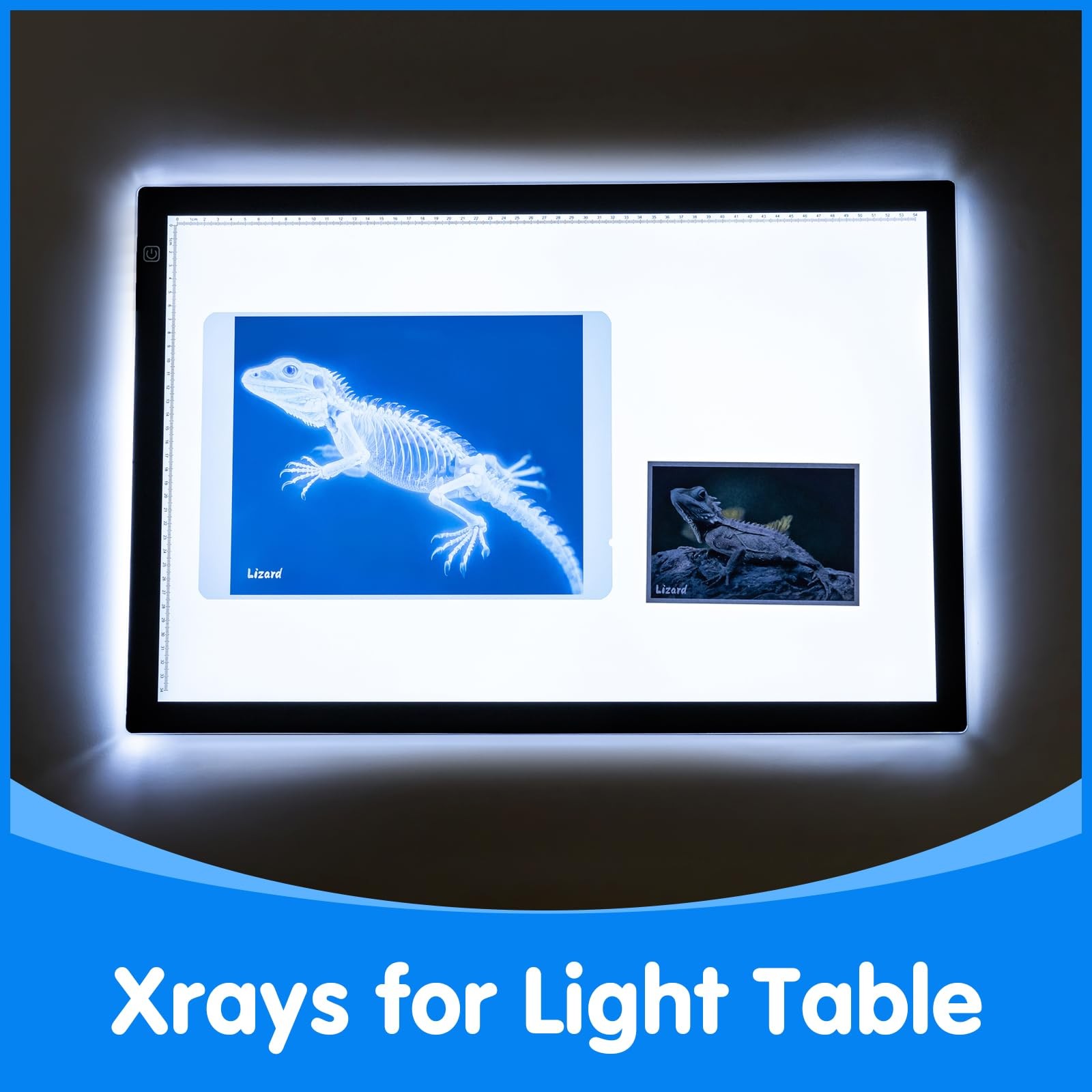 Pet Series Animal Xrays for Kids – Pet X-Rays Set, Light Table Manipulatives,…