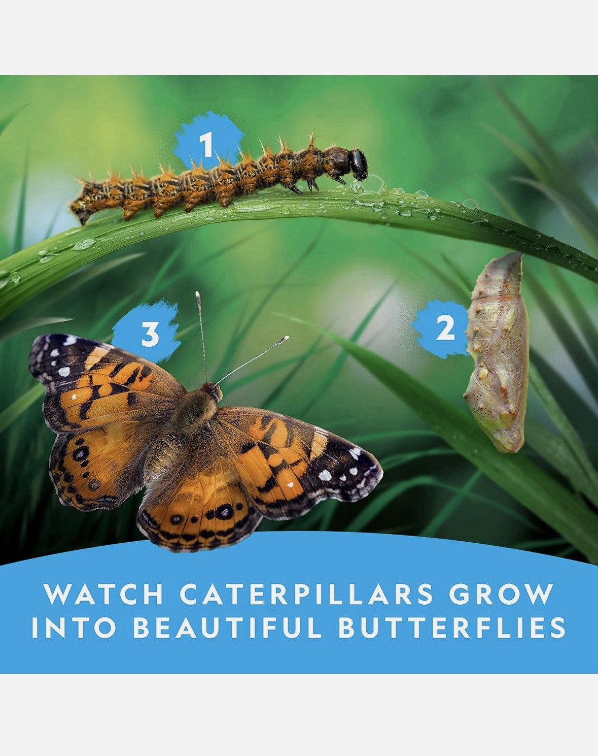 NATIONAL GEOGRAPHIC Butterfly Growing Kit Voucher for 5 Live Caterpillars STEM