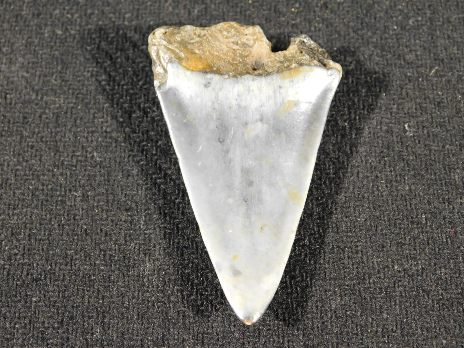 NICE! Ancestral Great WHITE SHARK Tooth Fossil 100% Natural 6.31