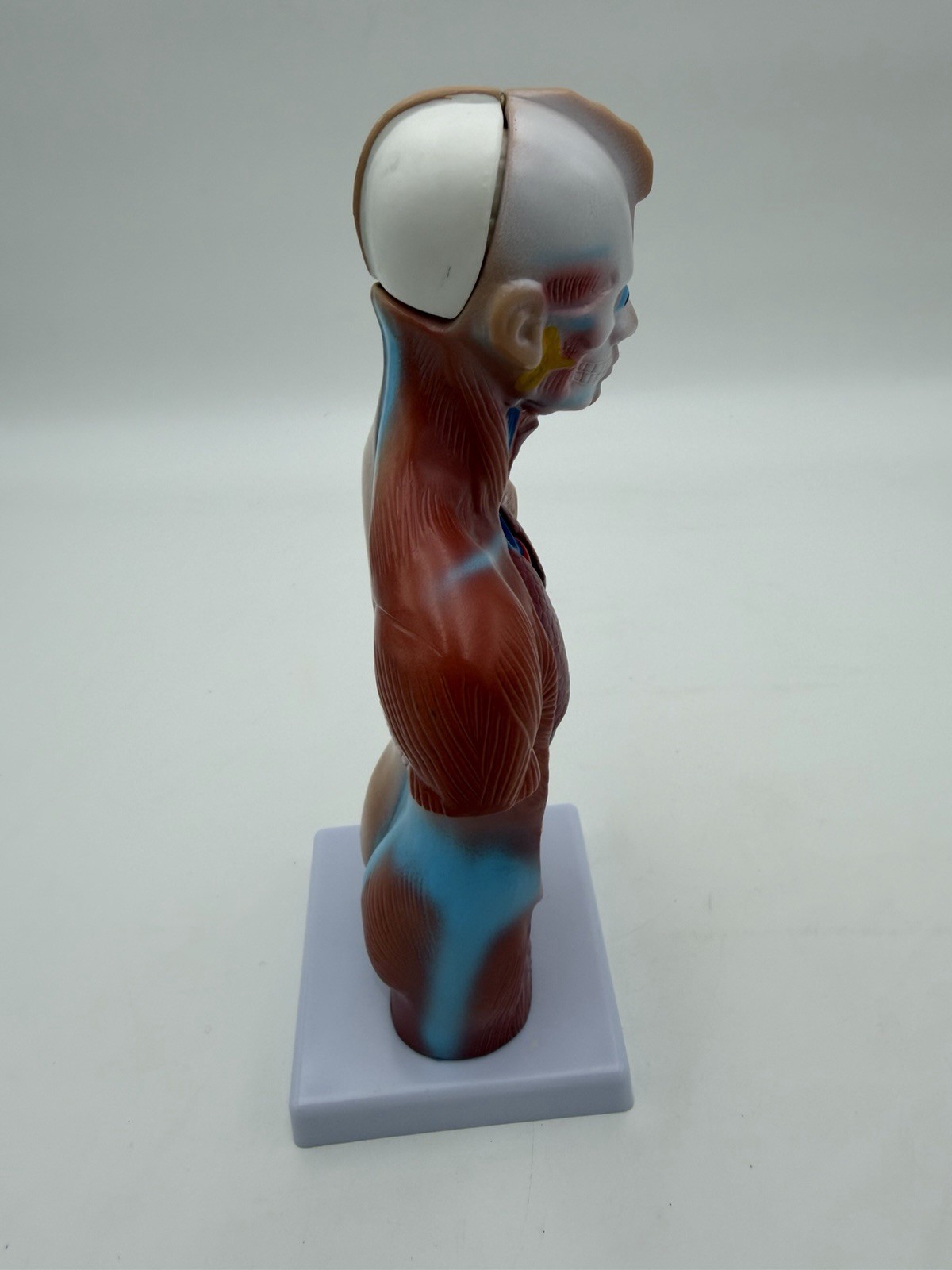 Human Body Model 11 inch 15 Pcs Removable 3D Human Torso NWOB
