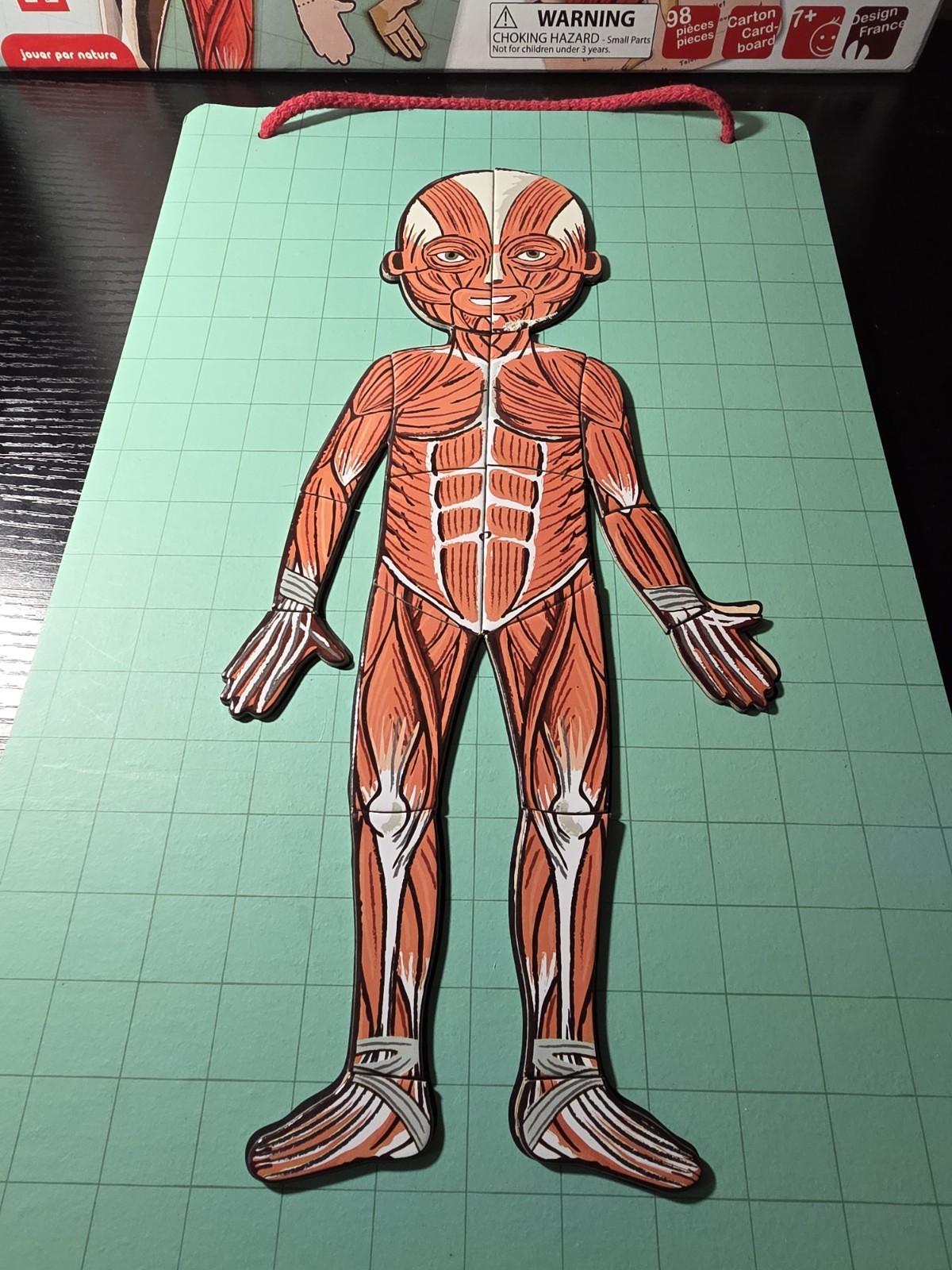 💯Complete-Janod Magnet Human Body Educational Game 11 Languages Skeletal Muscle