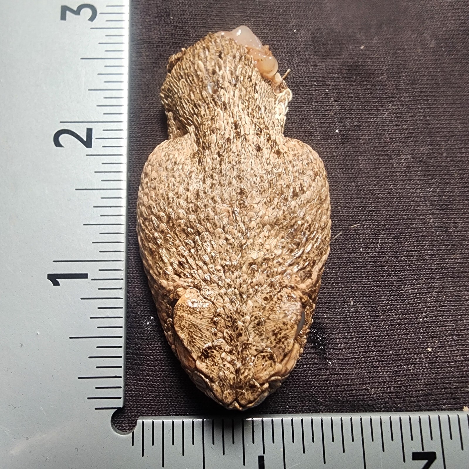 🔥Western Diamondback Rattlesnake Snake Skull Puzzle 34p FANGS SPECIMEN SK22