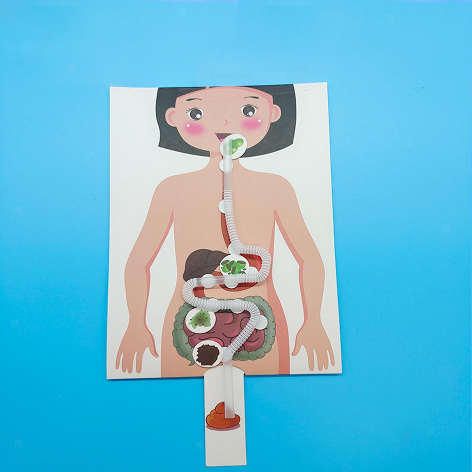 Human Digestive System Model, Human Body Parts, Early Education, 3D Puzzle for