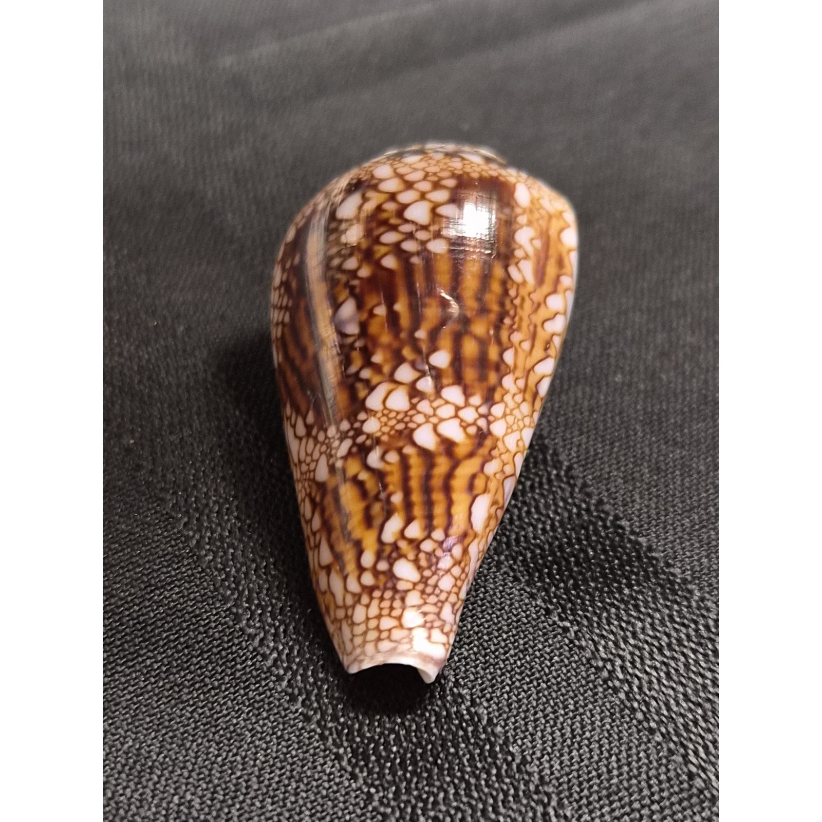Conus dalli 53mm Baja Mexico Cone Shell 11/12/1996 Original Tag
