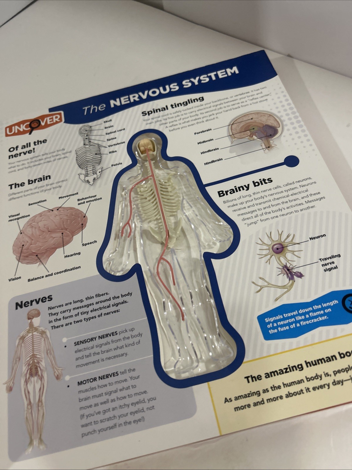 Uncover the Human Body Book Layered Interactive 3-D model Board Book