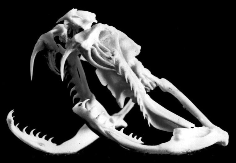 🔥Western Diamondback Rattlesnake Snake Skull Puzzle 38p FANGS SPECIMEN SK24