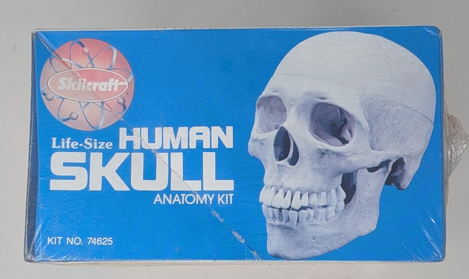 Vintage Skilcraft Life-Size Human Skull Anatomy Model Kit No. 74625 1996 – New