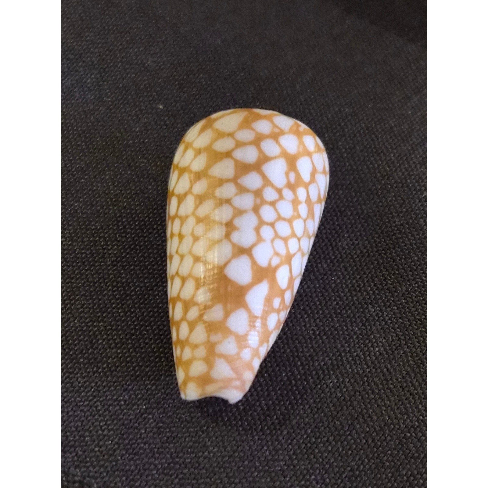 Conus cordigera Cone Shell 35mm Balabac Palawan Philippines w/ Data Tag