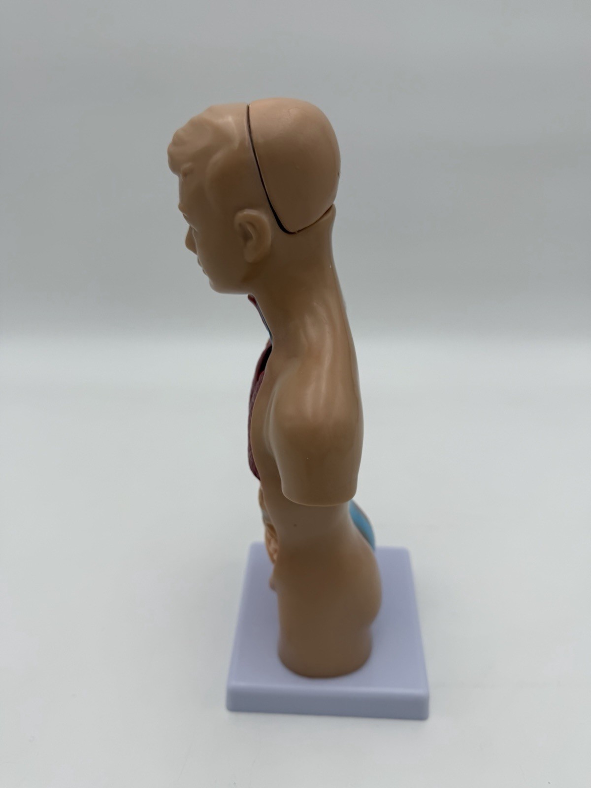 Human Body Model 11 inch 15 Pcs Removable 3D Human Torso NWOB