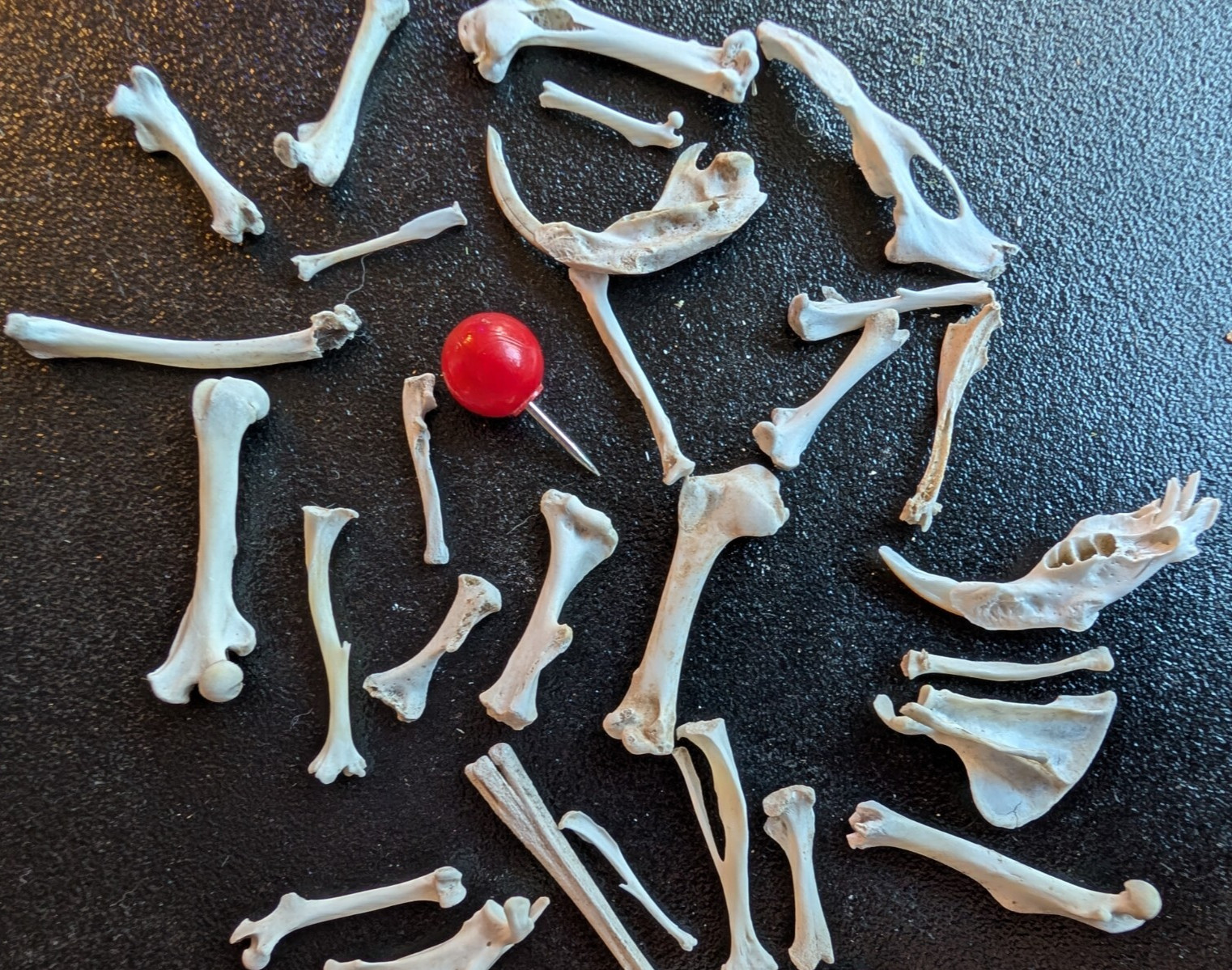30 to 35 Owl Pellet Bones in a Small Glass Jar and a Bone Identification Chart.