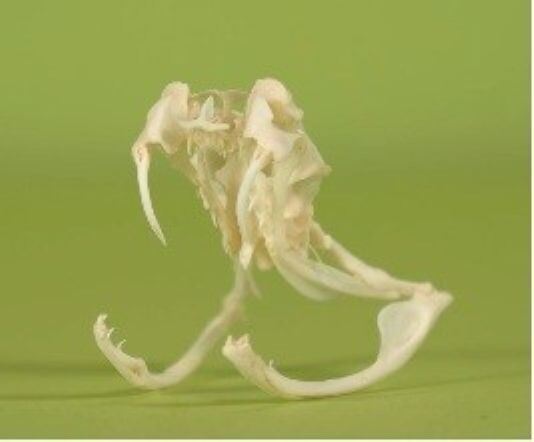 4 Puzzles!! Western Diamondback Rattlesnake Snake Skull FANGS SPECIMEN SK4C