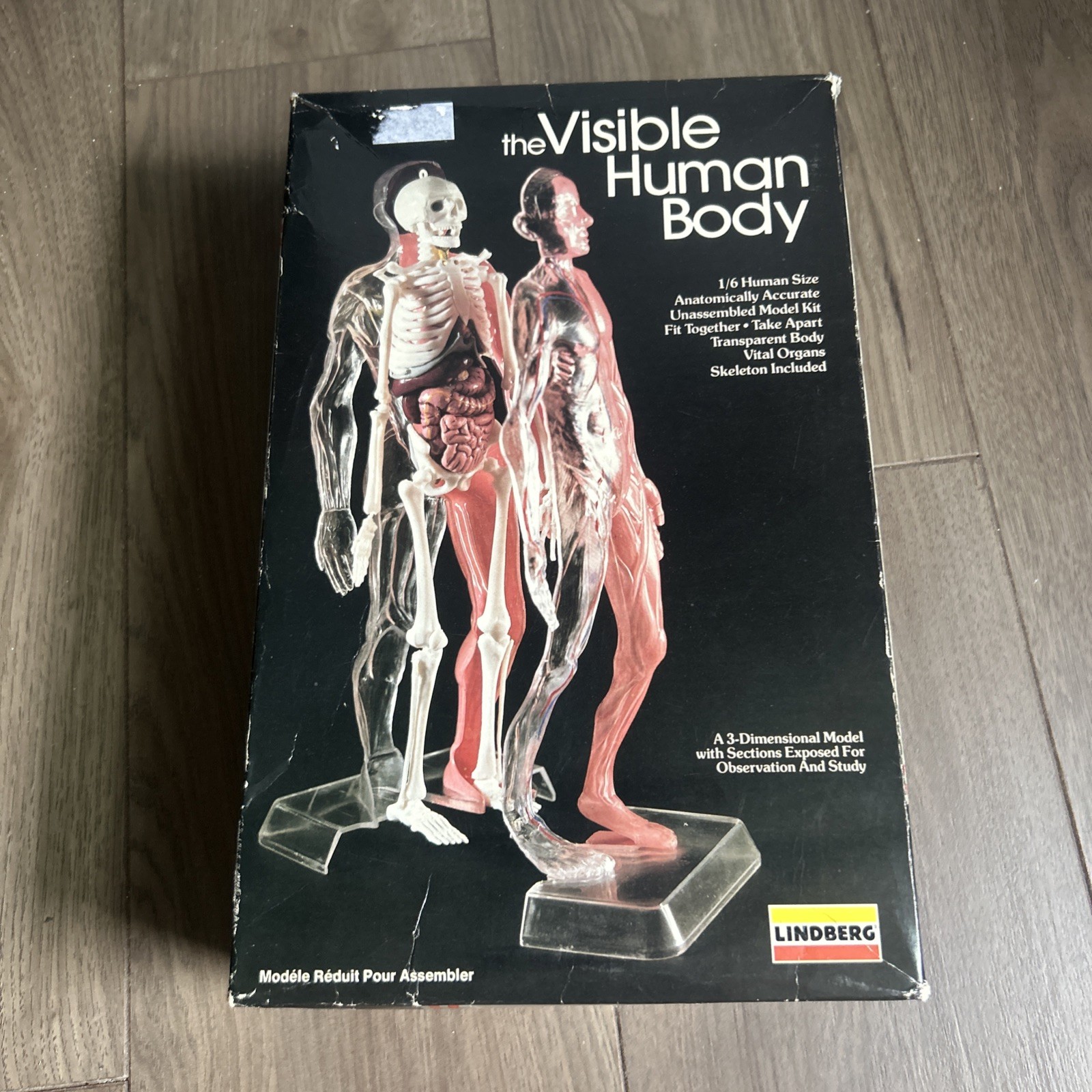 Lindberg Visible Human Body 1/6 human size 3D Model Kit No 71302
