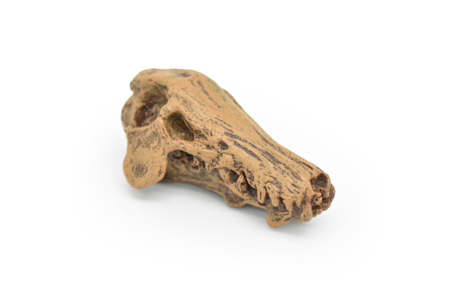 Daeodon, Terrible Pig Fossil Skull, Realistic Plastic Replica 2 1/4″ F3520B204