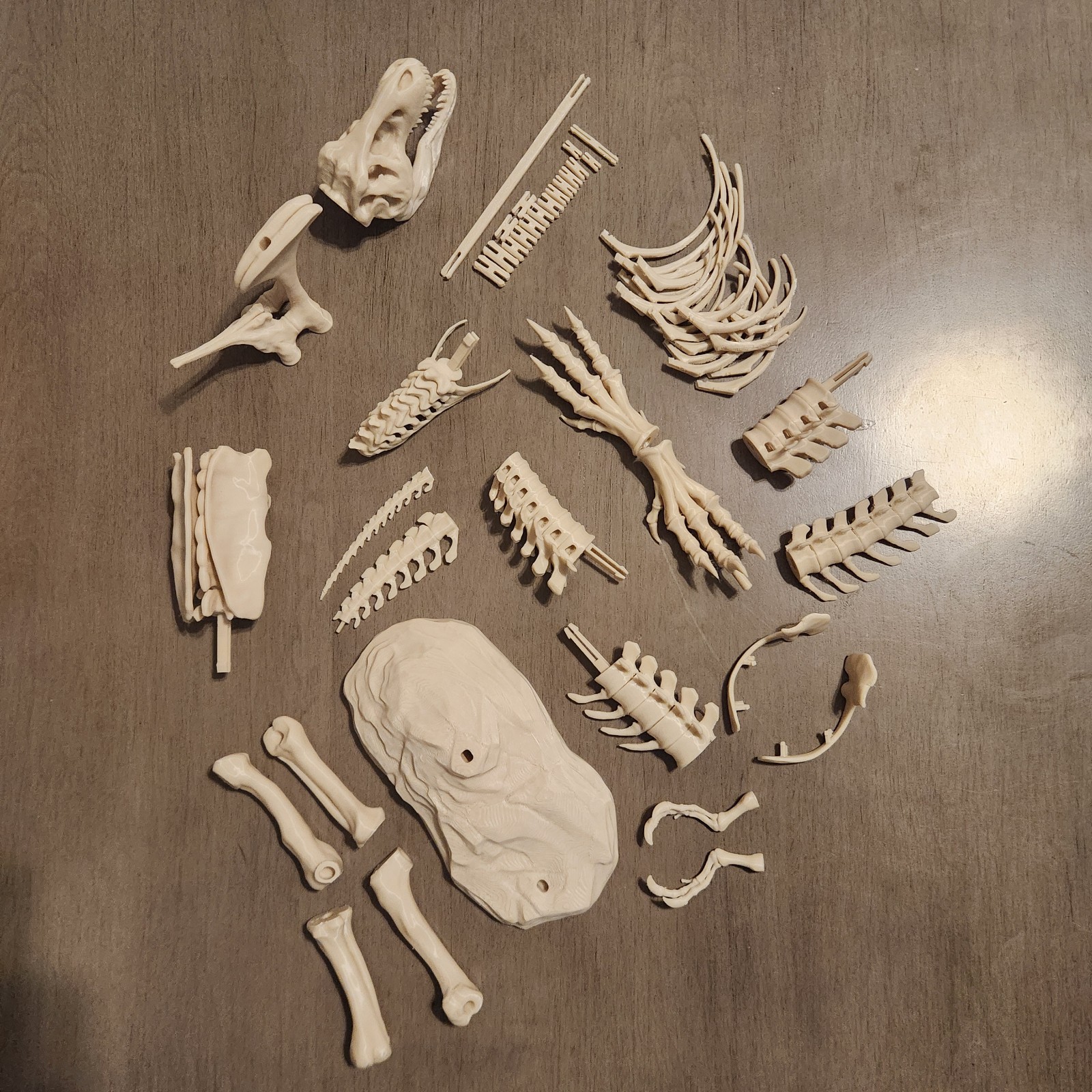 Trex Full Skeleton “Bone white” Assembly Kit