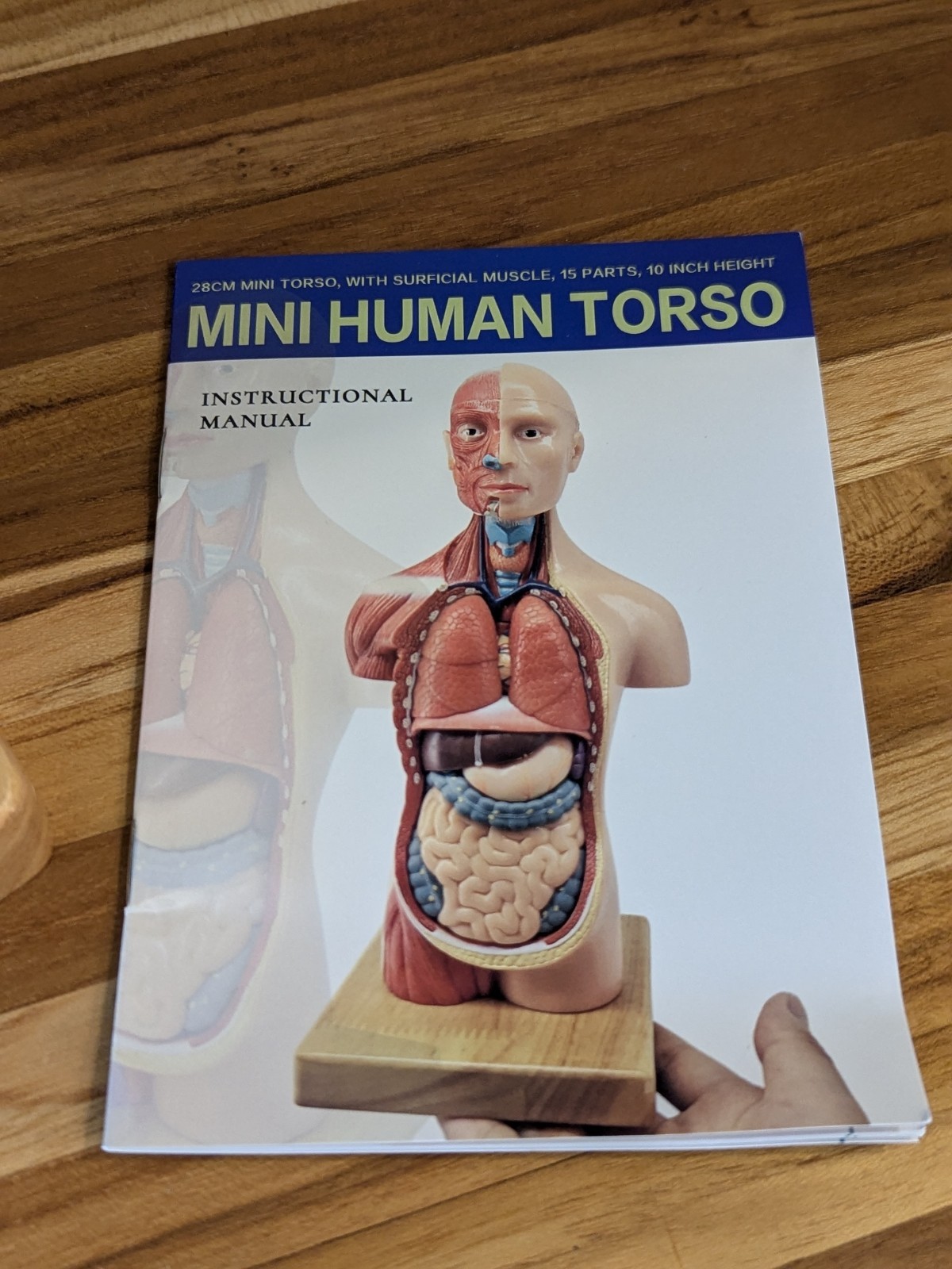New Human Body Model 11 inch 15 Pcs Removable 3D Human Torso