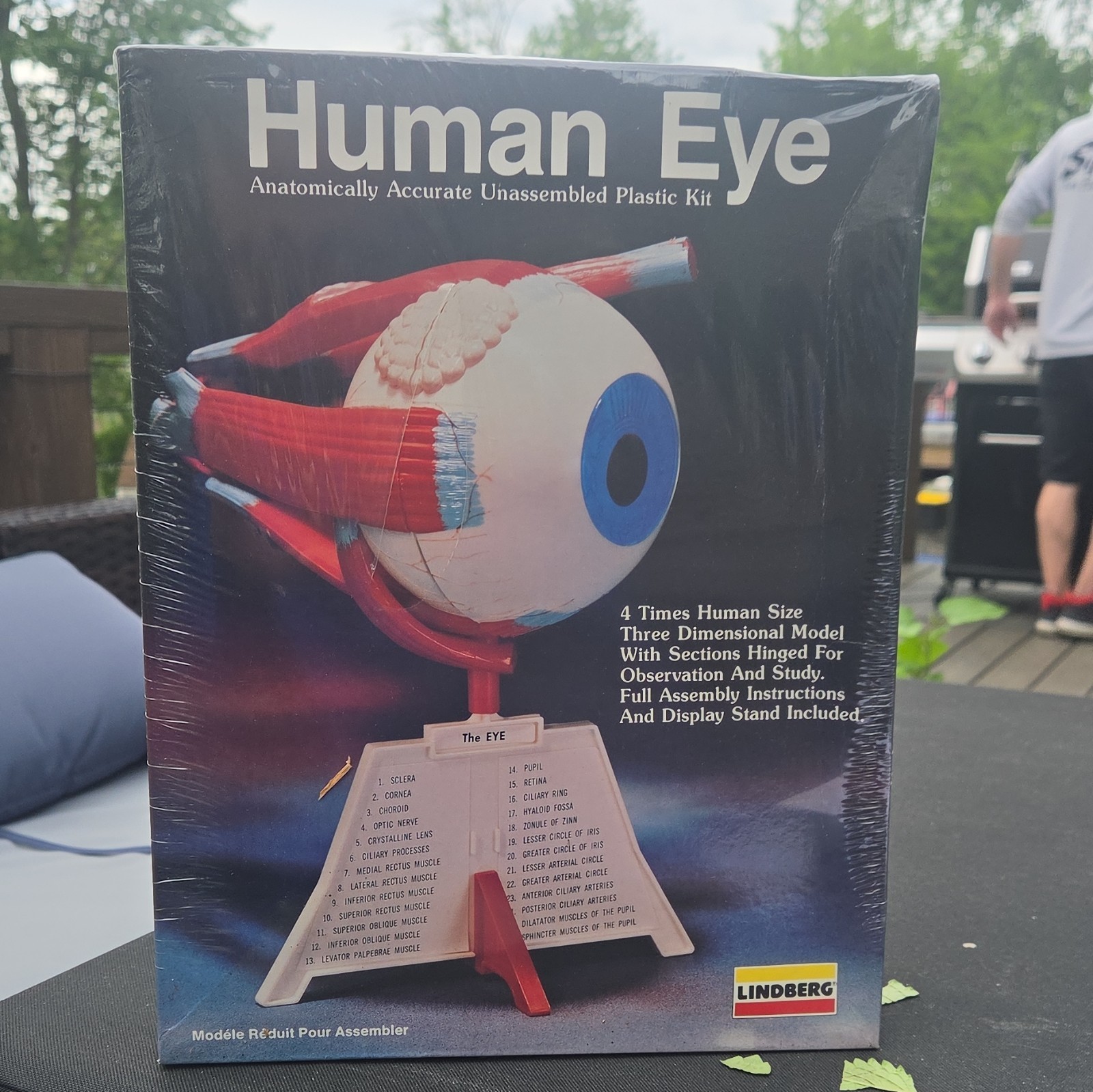 Lindberg Human Eye Anatomically Accurate Unassembled Plastic Model Kit 1987 1336