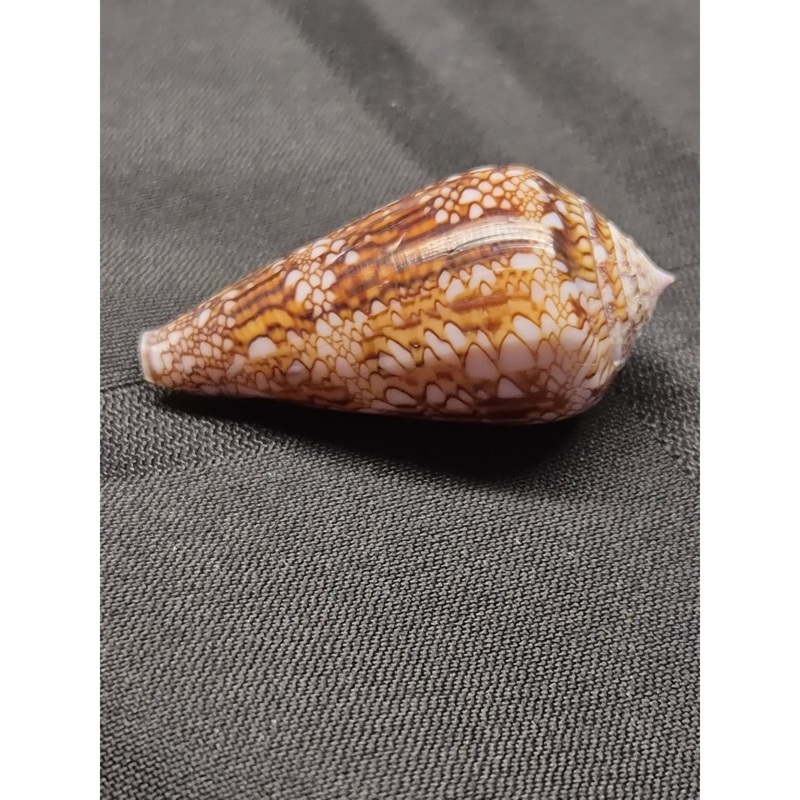 Conus dalli 53mm Baja Mexico Cone Shell 11/12/1996 Original Tag