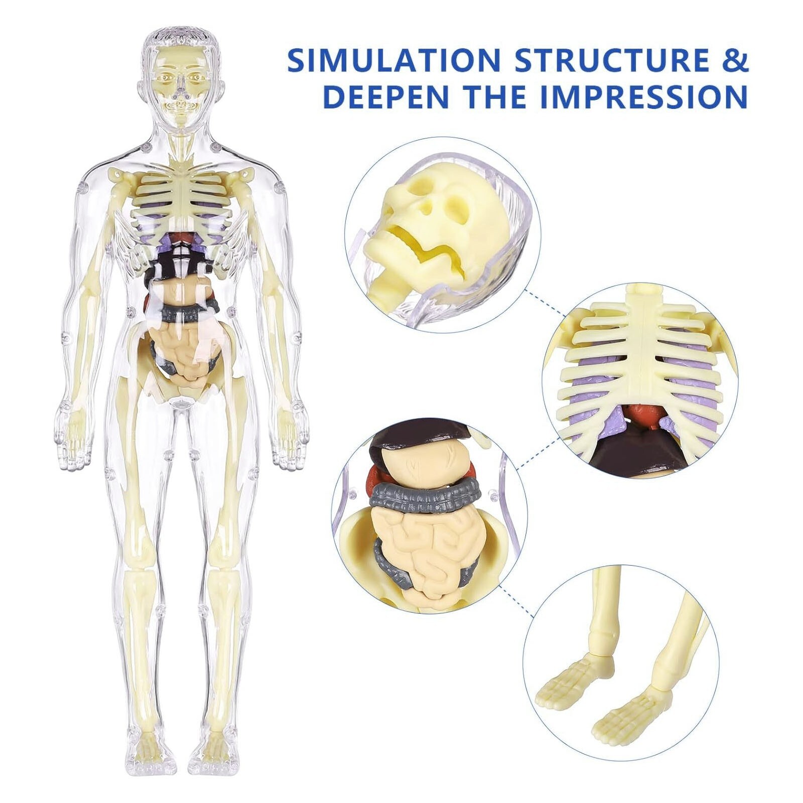3D Human Body Anatomy Model Fully Transparent DIY Skeleton Toy for Kid Removable