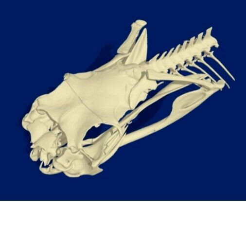 🔥Western Diamondback Rattlesnake Snake Skull Puzzle 38p FANGS SPECIMEN SK24