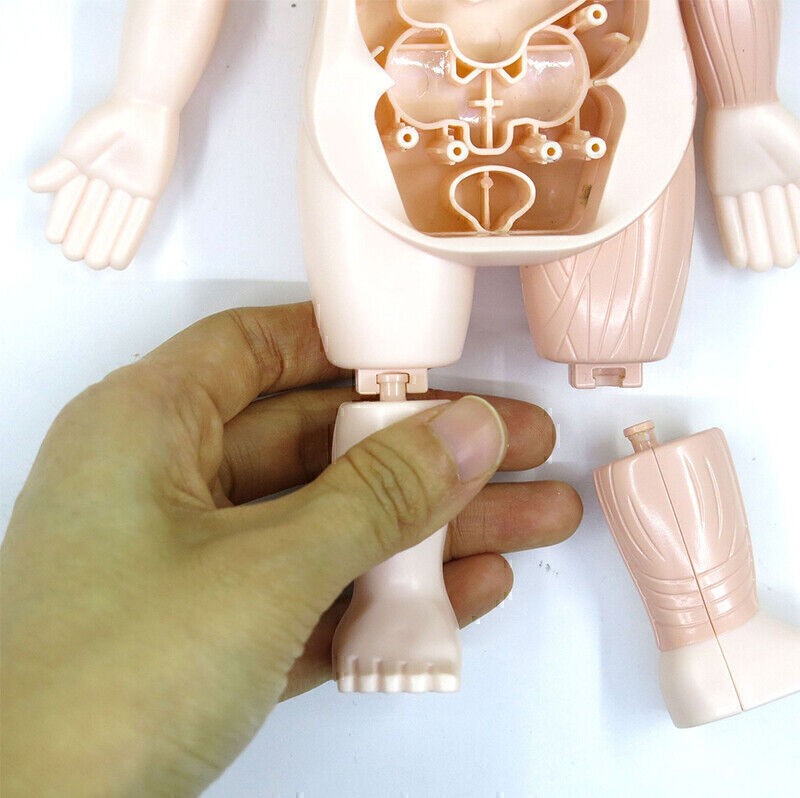 3D Puzzle Human Body Anatomy Model Learning Organ Assembled Toy Body Organ
