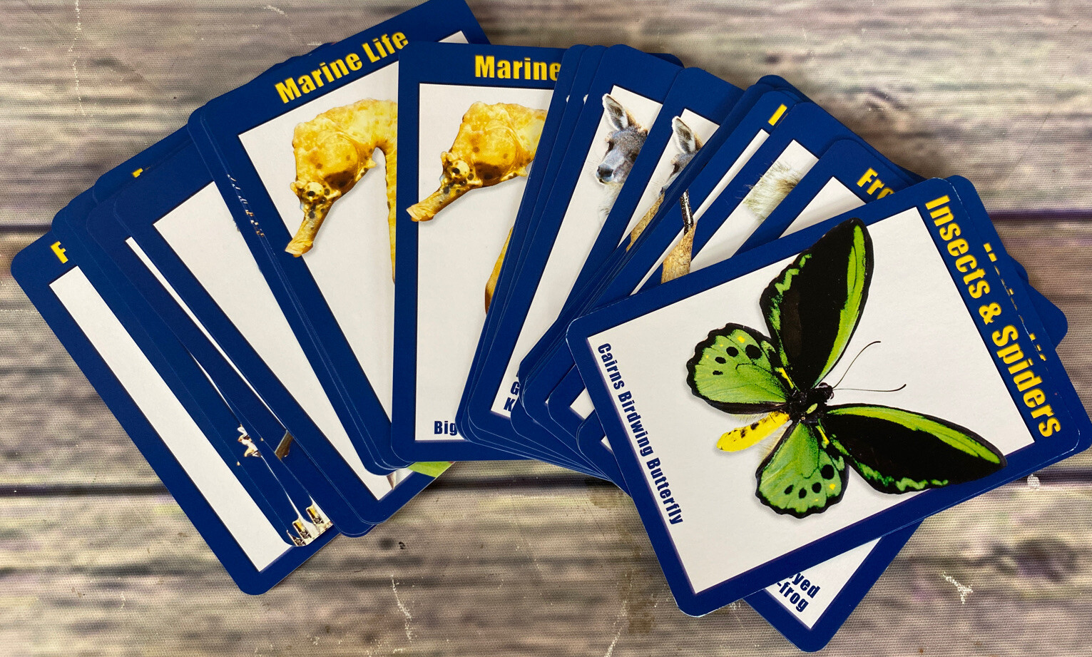 Discover & Learn About Australia Q&A About Australian Wildlife Preowned
