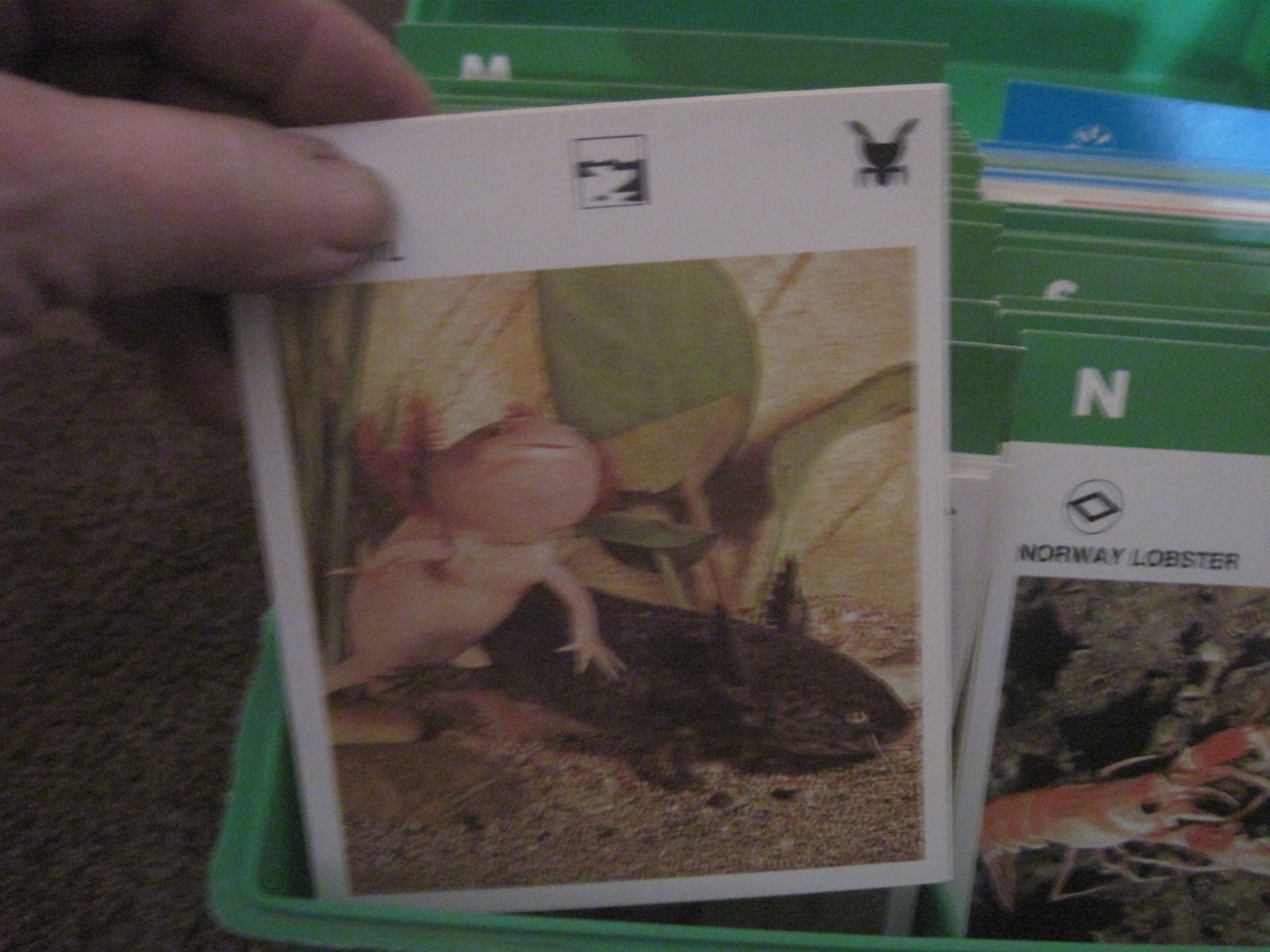 1970’s Illustrated Wildlife Treasury Animal Fact Cards & Carrying Case 400+ card